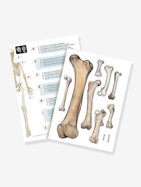 Kinder Anatomie-Skelett BUKI - mehrfarbig - 4